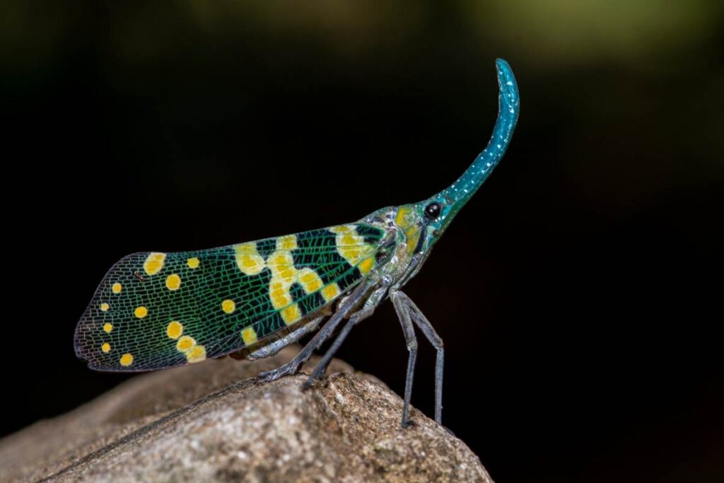 Green Snout Lanternfly (Pyrops viridirostris). Credit: Vijay Anand Ismavel