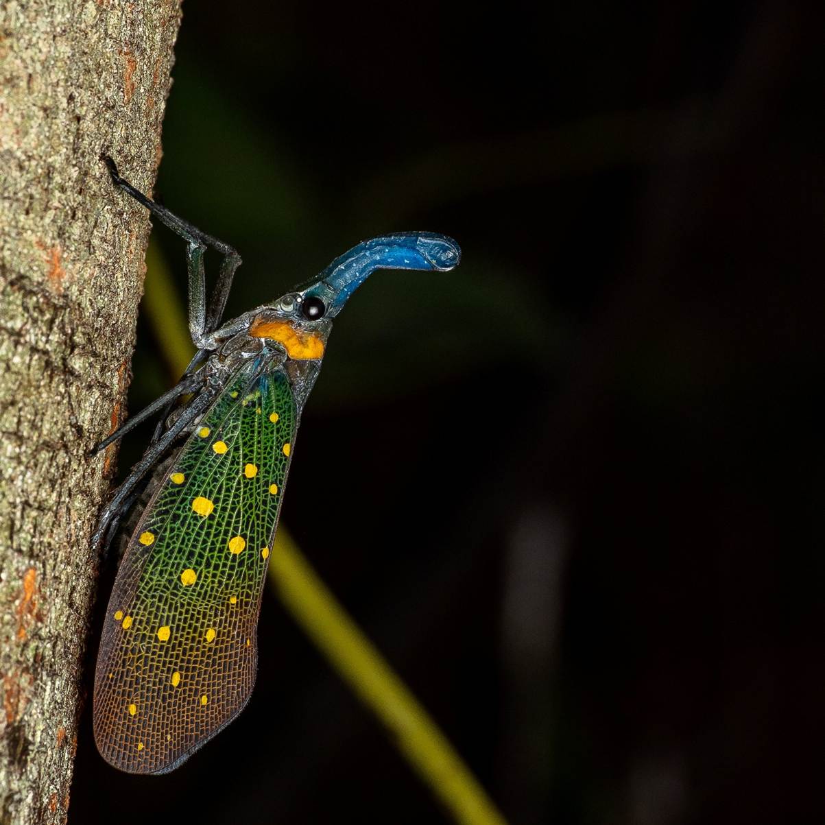 Planthopper whiteheadi. Credit: Piotr Łukasik