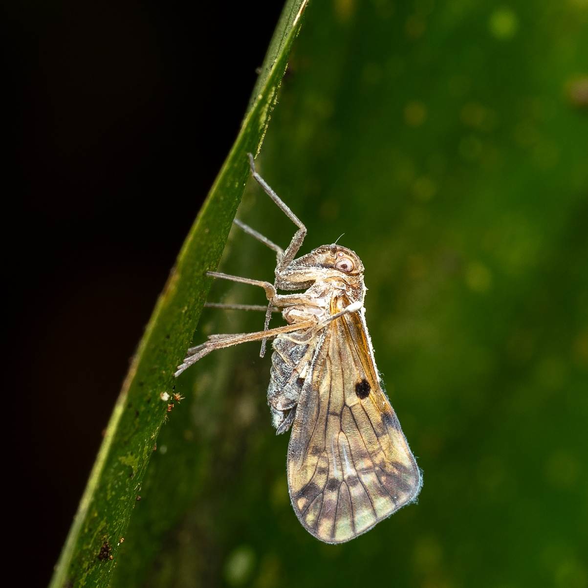 Planthopper: Credit Piotr Łukasik