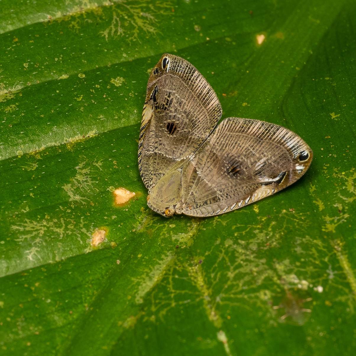 Ricaniiae Planthopper: Credit Piotr Łukasik