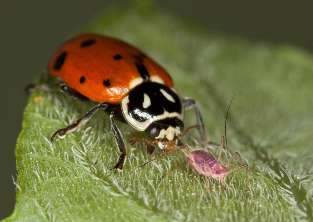 Ladybird aphid interaction. credit: Guilherme Becker