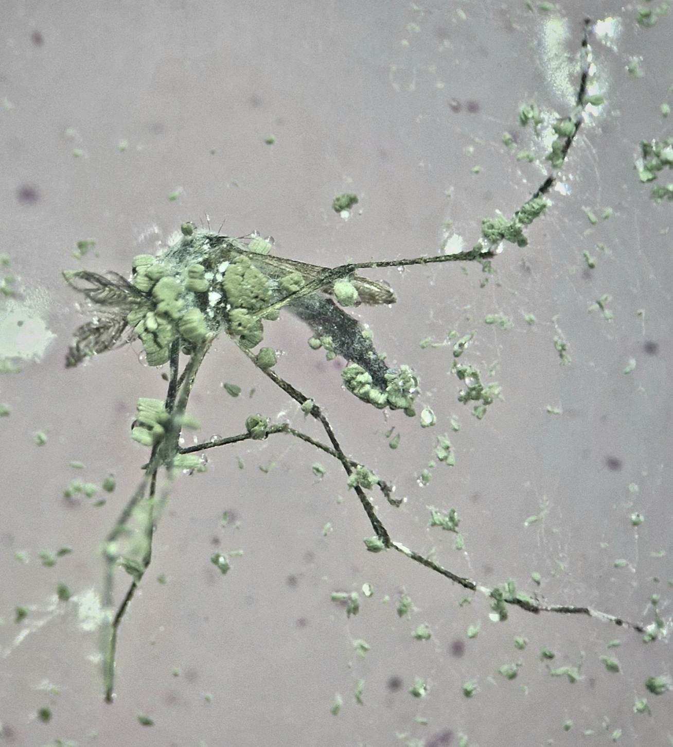 Photo 4: Adult mosquito bearing conidia adhered to its body surface (Lucas Silva)