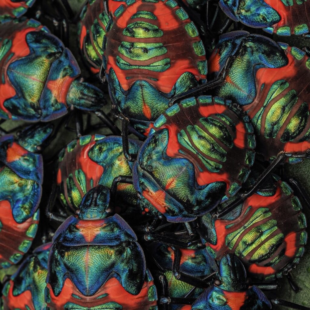 A cluster of male harlequin bugs (Cotton harlequin bugs, Tectocoris diophthalmus, final-instar nymphs) (c) Nikita Richardson, Insect Week Photography Competition 2023