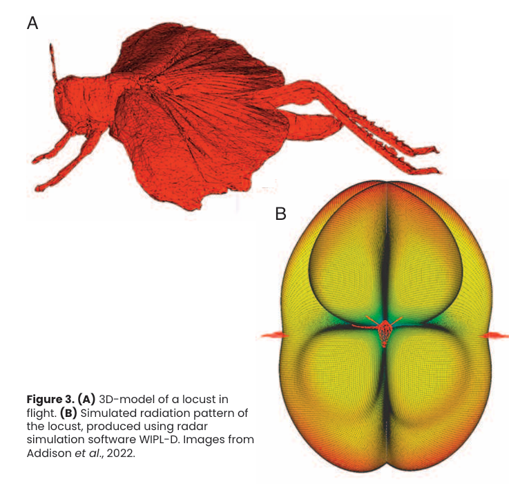 Figure 3. (A) 3D-model of a locust in flight. (B) Simulated radiation pattern of the locust, produced using radar simulation software WIPL-D. Images from Addison et al., 2022.