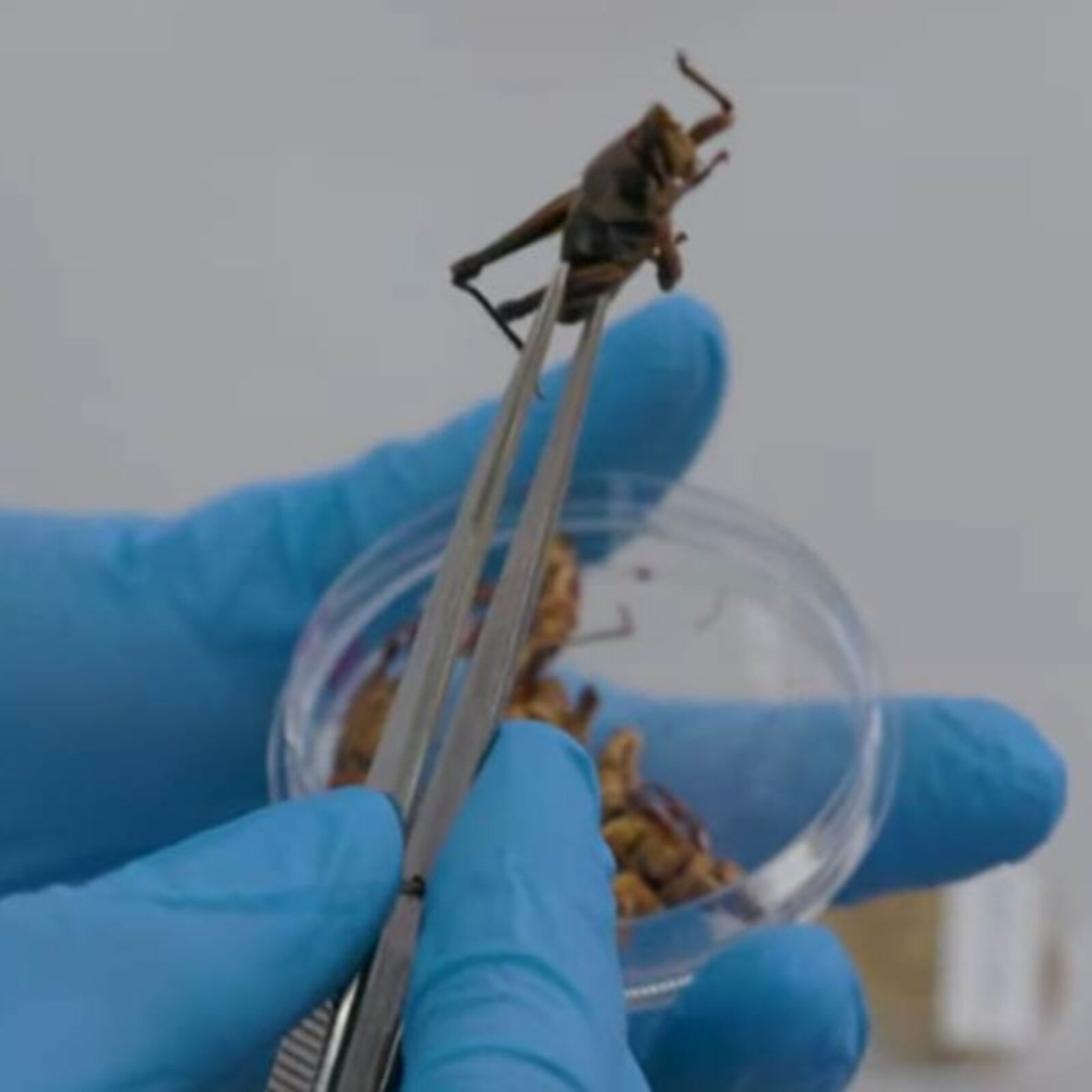 Insect held with tweezers above a petri dish containing several smaller insects