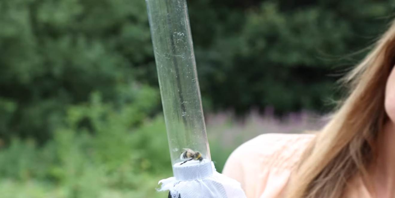 A close-up of a bee inside a clear cylindrical container held by a person wearing a light-coloured glove. Background features blurred greenery, indicating an outdoor setting likely related to bee observation or research.