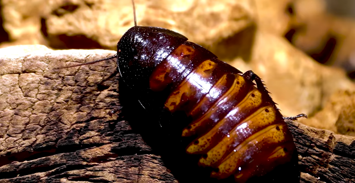 A large cockroach resting on a piece of wood with a blurred rocky background. The cockroach has a shiny, segmented body with dark brown and reddish-orange coloration.