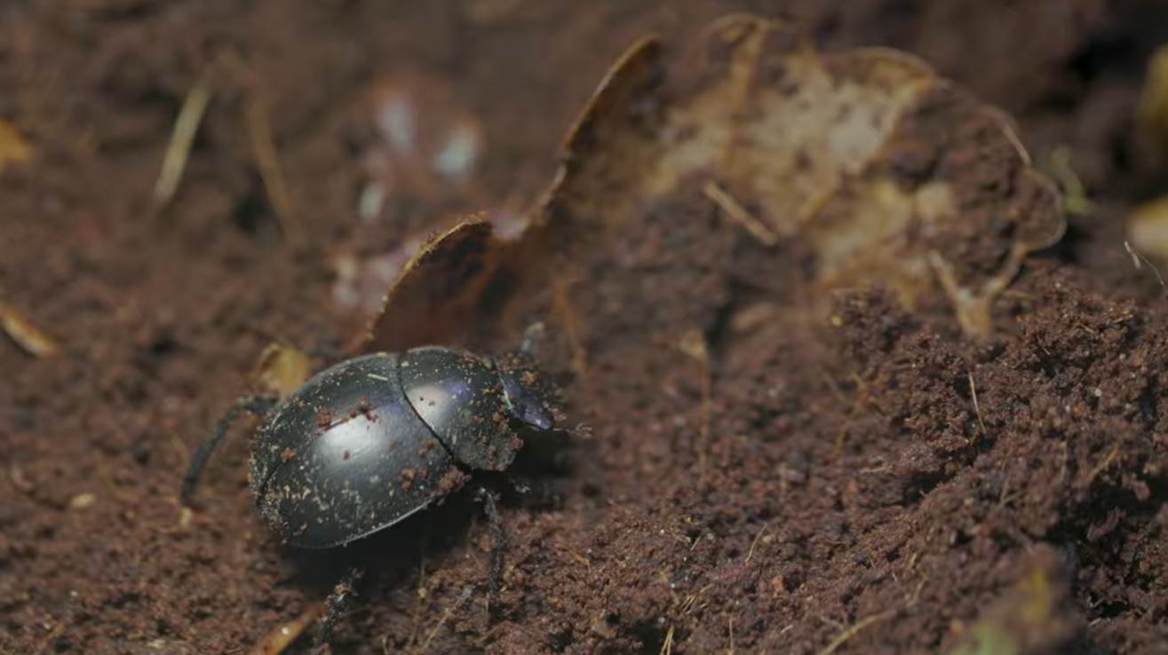 A dark, shiny beetle crawling on moist soil with scattered organic debris. The close-up highlights the beetle's textured exoskeleton and small antennae against a background of brown earth and decaying plant matter.