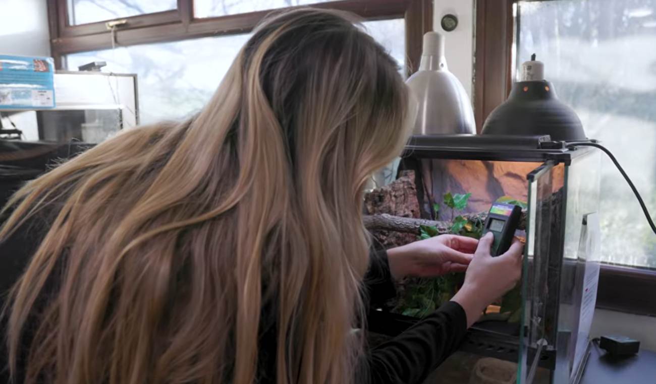 A person with long hair using a handheld device to monitor or adjust conditions inside a glass terrarium. The setup includes two overhead lamps providing light, with a window in the background.