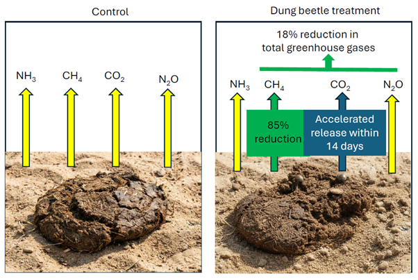 Control variable and findings from the dung beetle treatment experiment