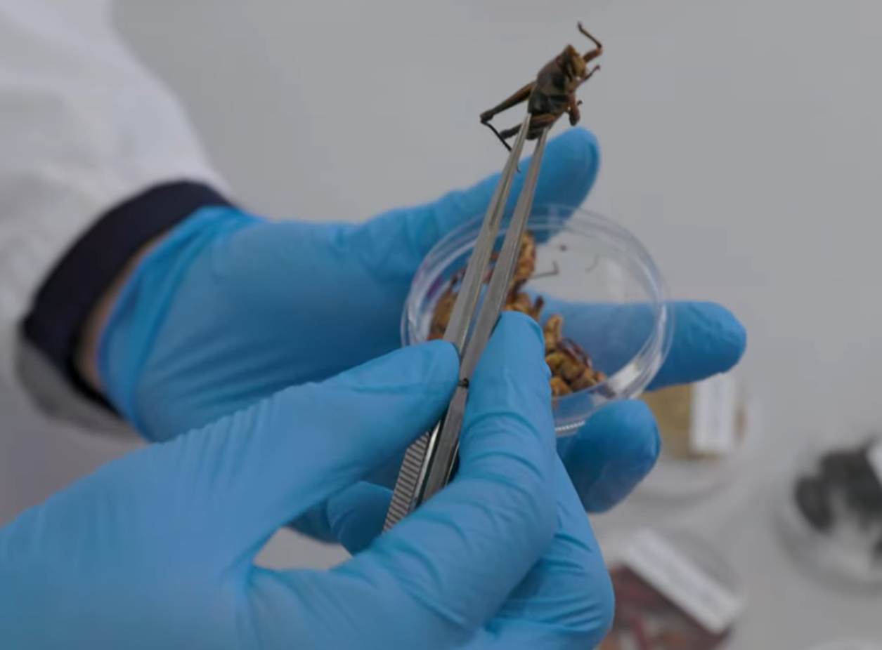 A person wearing blue gloves using tweezers to hold a large insect above a petri dish containing several smaller insects. The scene suggests scientific examination or research involving insect specimens in a laboratory setting.
