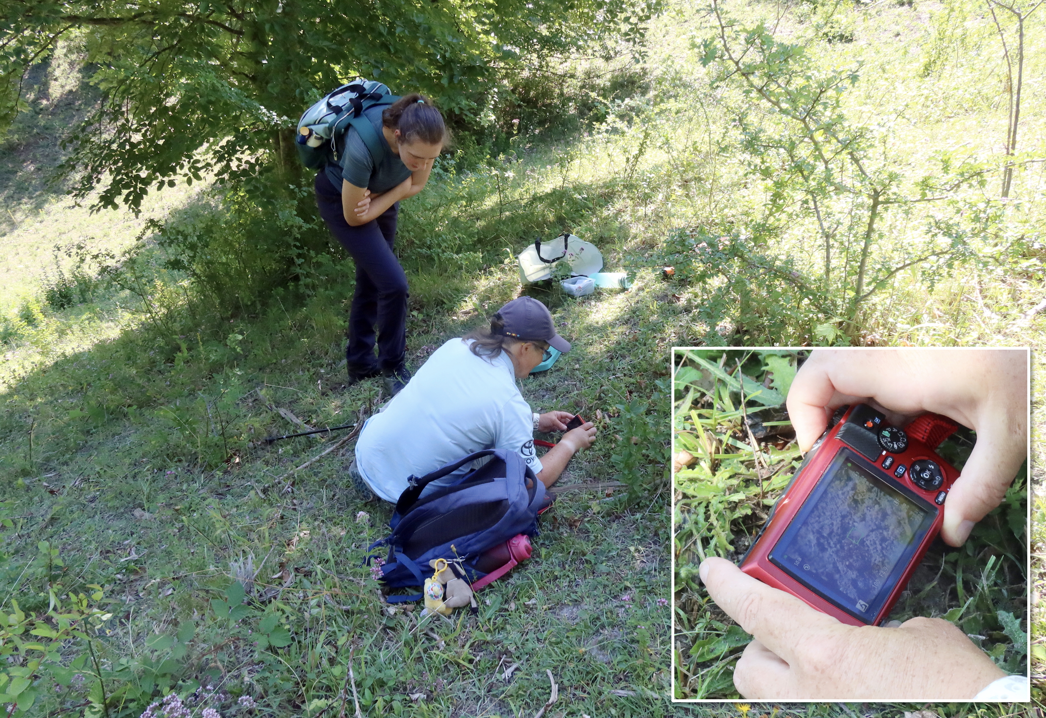Sarah Meredith recording images and video footage of the Large blue reintroduction project in Denmark using an  Olympus Tough TG7 camera