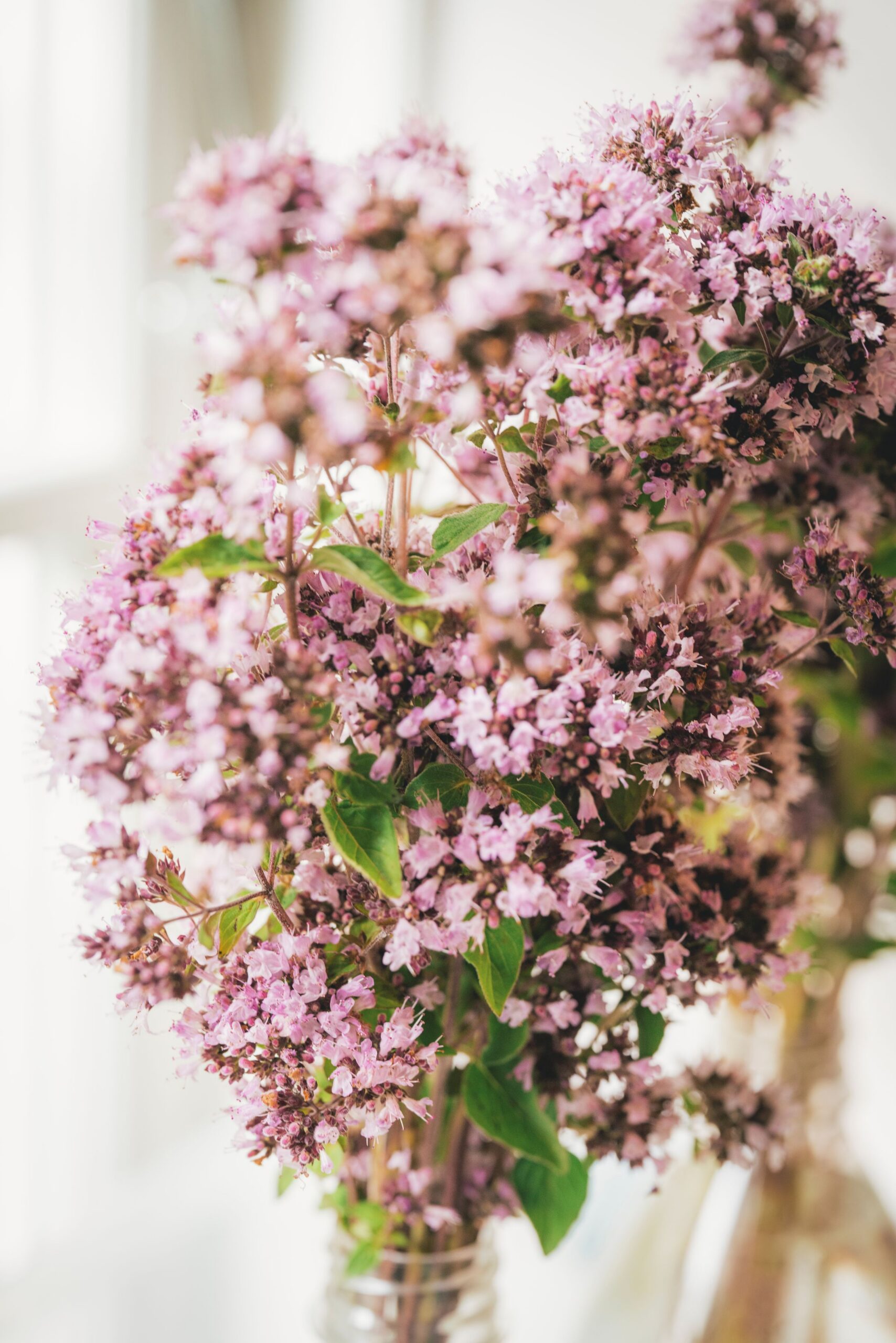 The wild marjoram, which serves as the butterfly’s food plant, is collected from Høvblege after the adult butterfly has laid its eggs on the plant. In the home laboratory, the flowers are placed in water to keep them fresh while the caterpillar develop. Credit: Mads Tolstrup