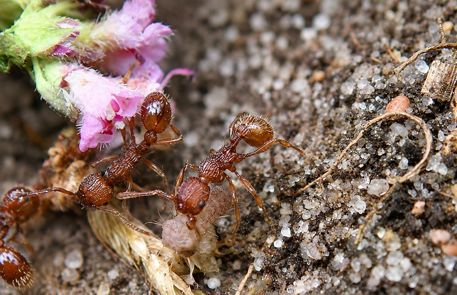 The moment when red ants pick up a caterpillar and carry it back to their nest. The caterpillar will live in the ant nest until the following summer. Credit: Martin Vestergaard.