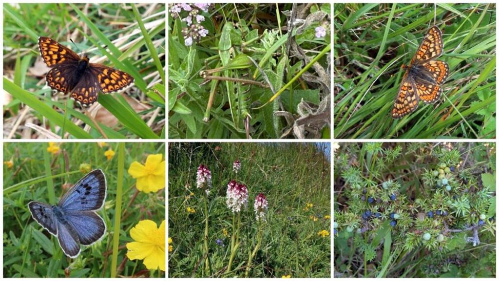 From top left: Duke of Burgundy butterfly; Wart-biter cricket; Marsh fritillary butterfly; Large blue butterfly; Burnt-tip orchid; juniper.