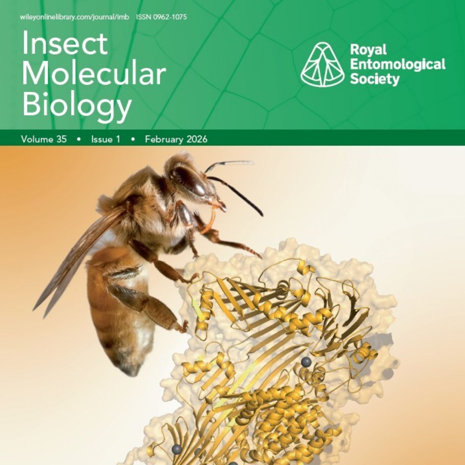 Insect Molecular Biology 2026