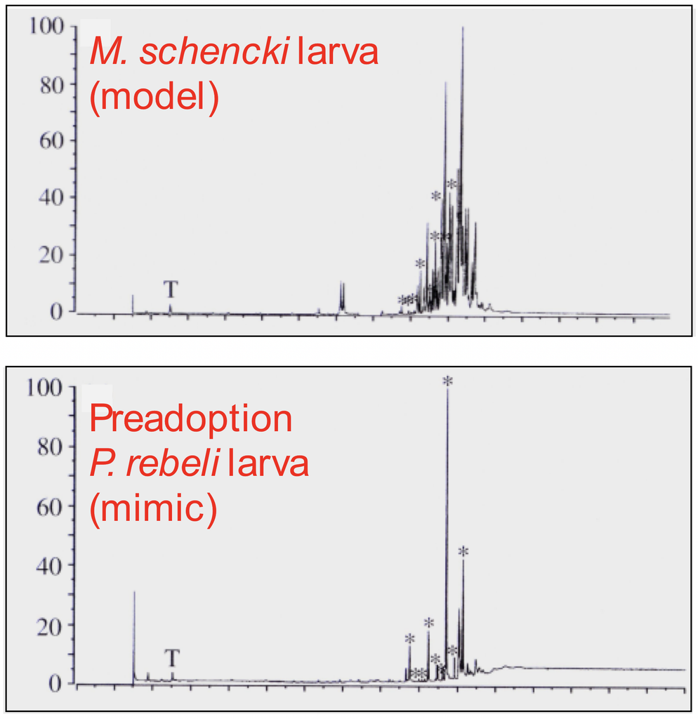 Figure 4. The final instar larva of Phengaris rebeli secretes a cocktail of hydrocarbons that closely mimic the recognition allomones of its host Myrmica schencki. Dummies painted with extracts or a synthesised mix of these hydrocarbons are rapidly carried by M. schencki to their brood chambers. From Akino et al., 1999; Thomas et al., 2013.