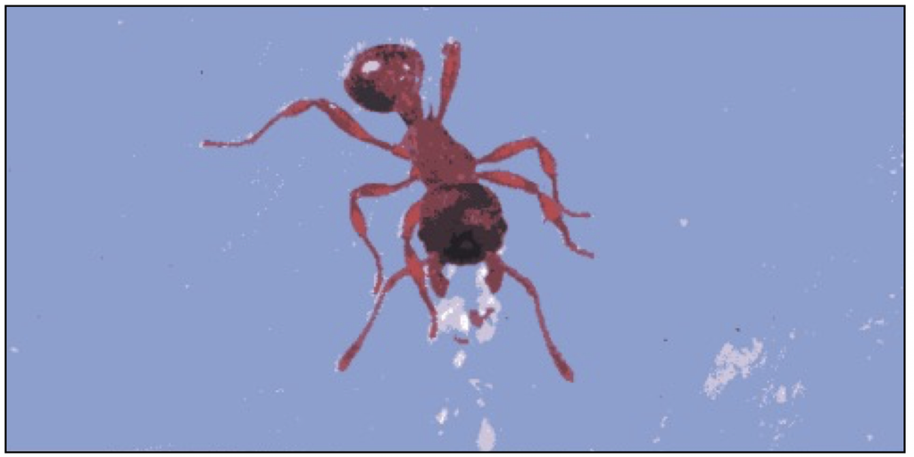 Figure 4. The final instar larva of Phengaris rebeli secretes a cocktail of hydrocarbons that closely mimic the recognition allomones of its host Myrmica schencki. Dummies painted with extracts or a synthesised mix of these hydrocarbons are rapidly carried by M. schencki to their brood chambers. From Akino et al., 1999; Thomas et al., 2013.