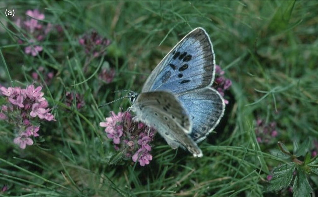 Figure 1. The Large Blue on its last British site, Dartmoor, where variation in natality and survival throughout every stage of its life cycle were measured annually in 1972–78. (a) Adult on Wild Thyme; the Dartmoor phenotype was small with large black wing markings. © Jeremy Thomas.