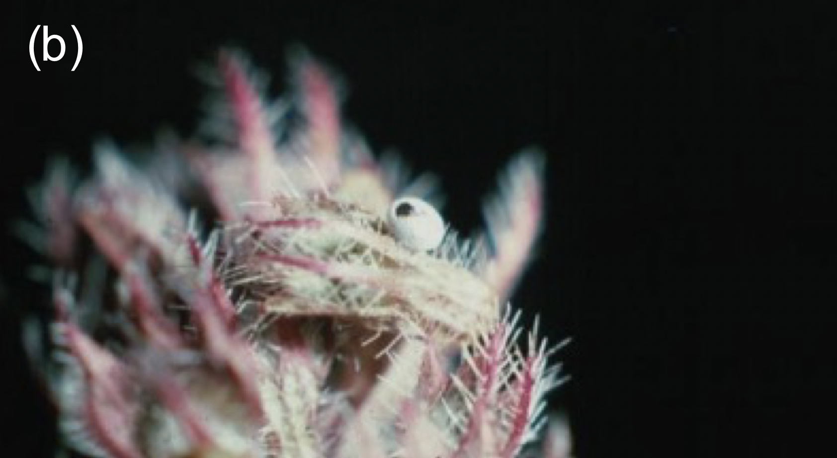 Figure 1(b) An egg killed by the parasitoid Trichogramma evanescens; up to 20 wasps emerge through an exit hole in the pin head sized eggshell. © Jeremy Thomas.