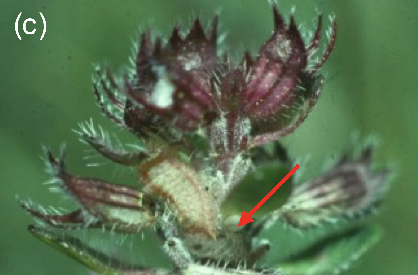 Figure 1. (c) Larva whose survival was followed from egg (red arrow) to final instar while feeding on Thyme flowers and seed. © Jeremy Thomas.