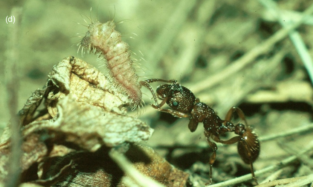 Figure 1.(d) Adoption by the ant Myrmica sabuleti on a Viola leaf shrivelled by extreme drought, July 1976. © Jeremy Thomas.