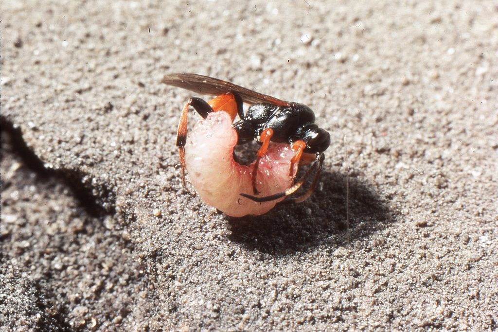 Figure 5. Specialist parasitoids of Phengaris (Maculinea) final instar larvae. (a) Ichneumon eumerus detects and enters host-ant nests to ‘sting’ its host. © Jeremy Thomas.