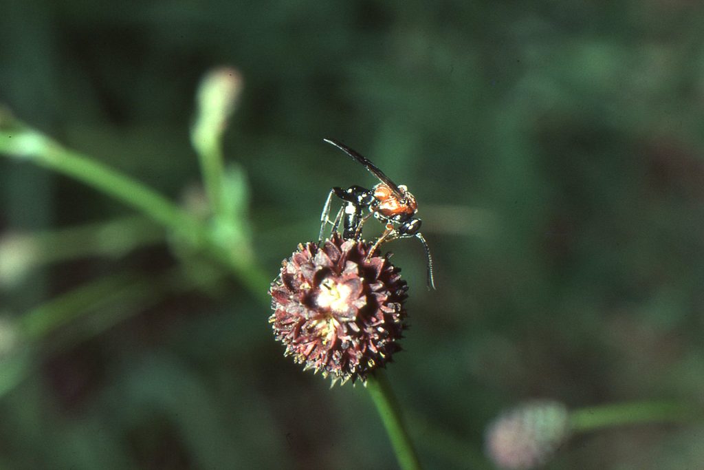 Figure 5. (b) Neotypus coreensis oviposits on P. nausithous while still feeding on Sanguisorba flowerheads; a morphologically similar Neotypus species parasitises P. arion in Europe. © Jeremy Thomas.