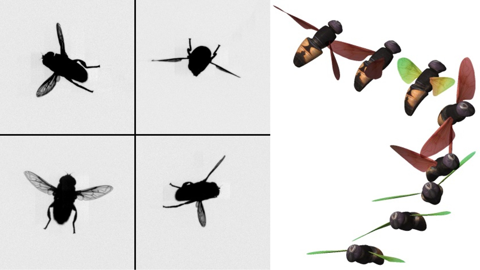 Hoverfly montage