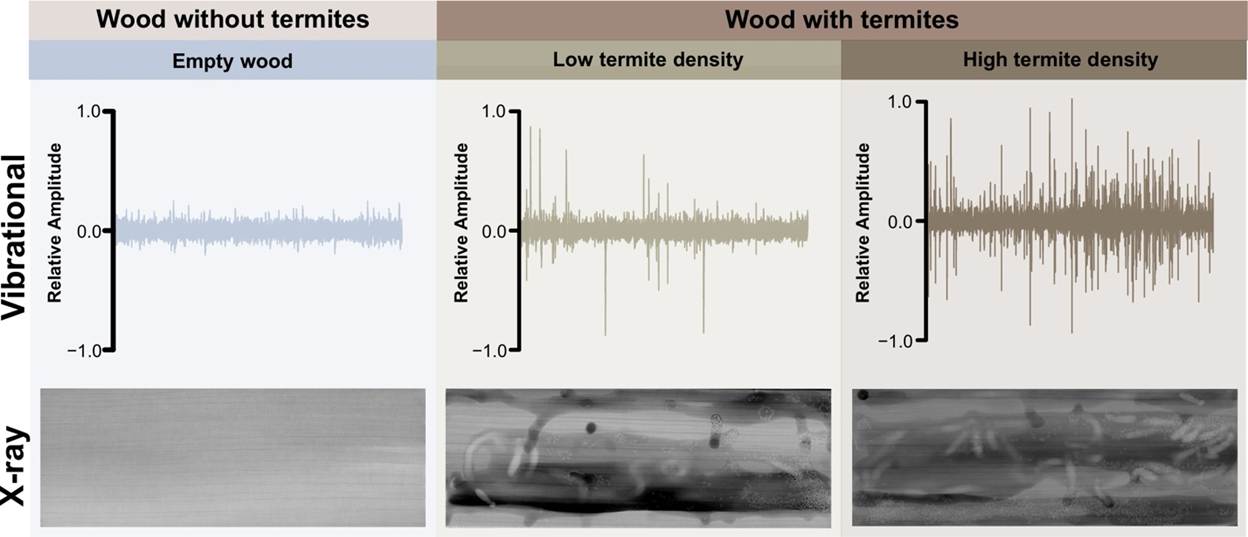 Image 3. Representative waveform and corresponding radiographs of wood pieces under three termite infestation conditions: termite-free, low termite density, and high termite density.